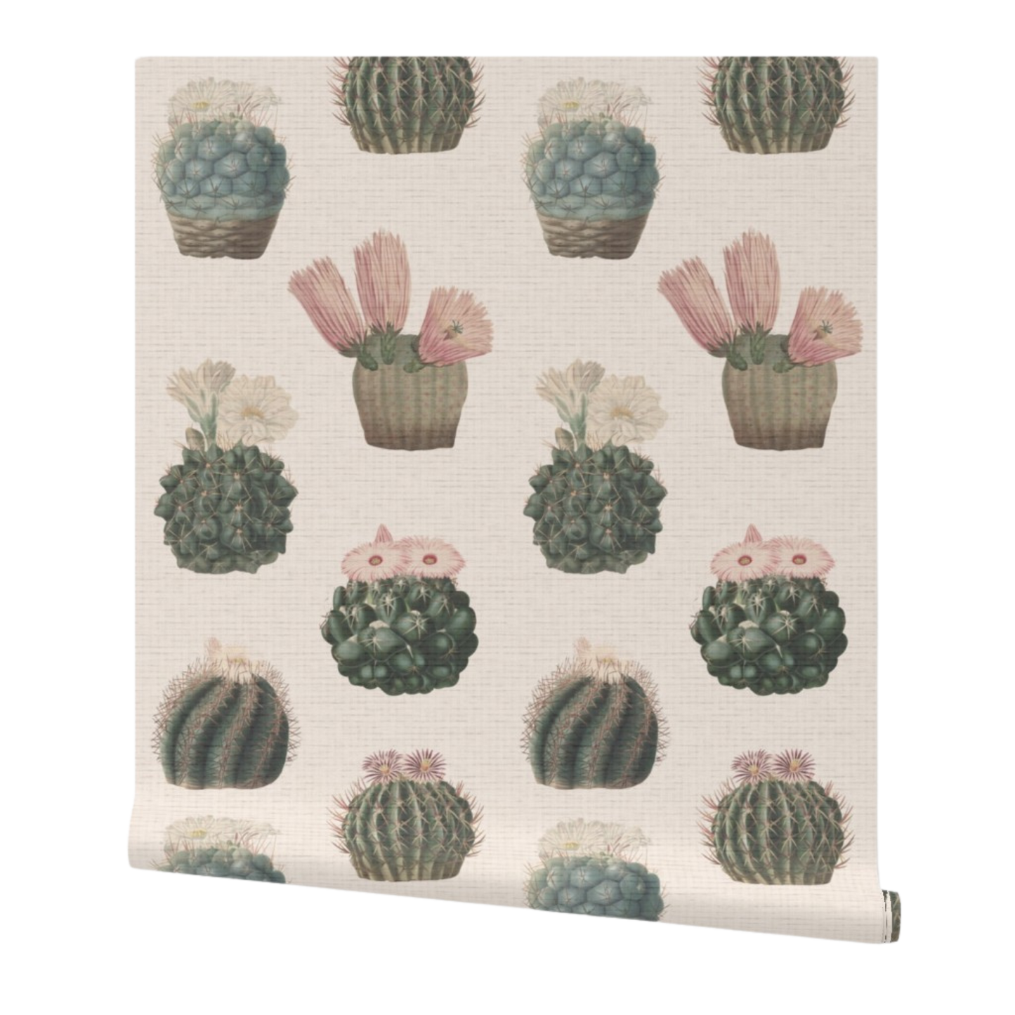 partially rolled wallpaper with cactus pattern on a white background