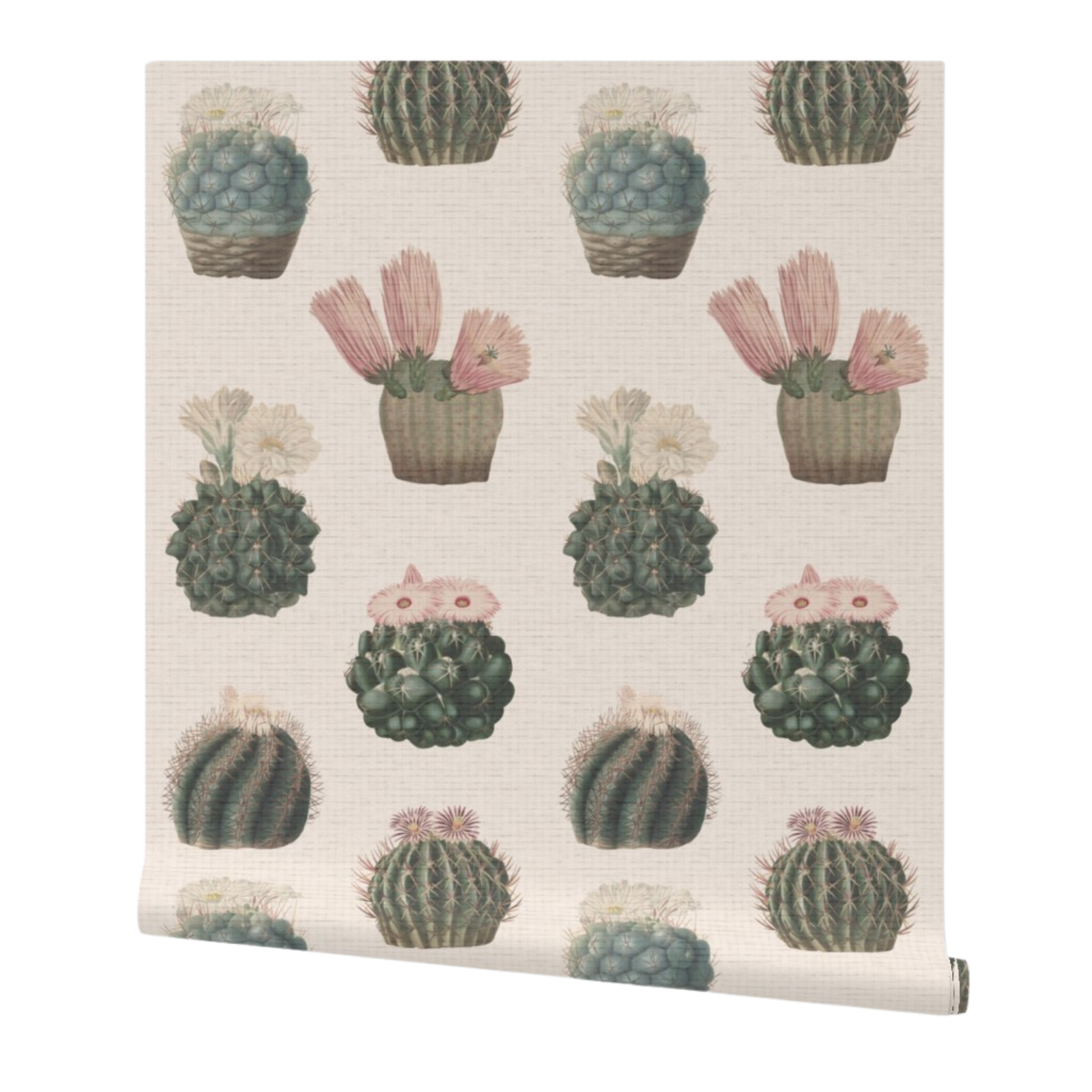 partially rolled wallpaper with cactus pattern on a white background