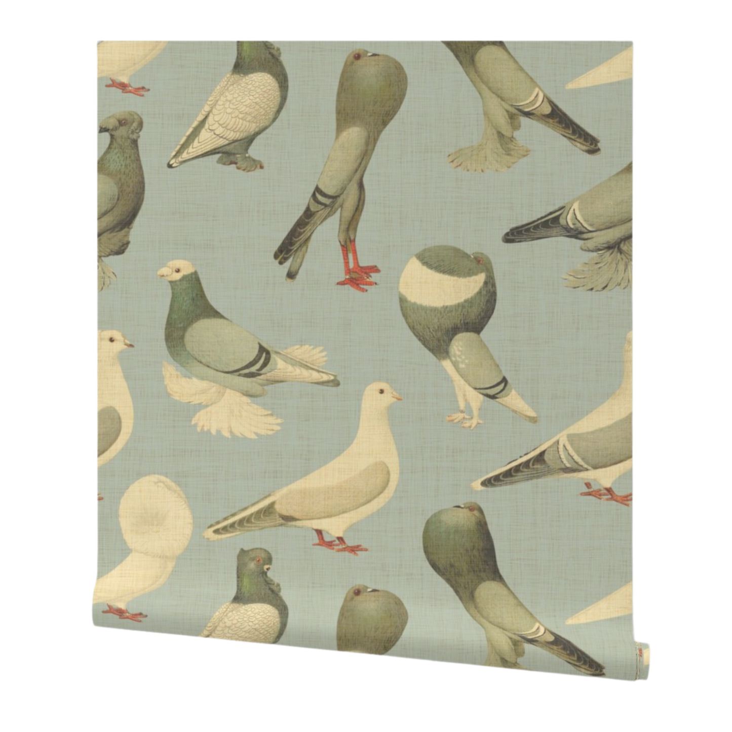 Pigeons on Parade